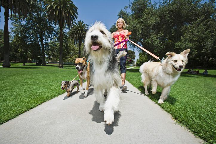 A woman walking multiple dogs through a park 