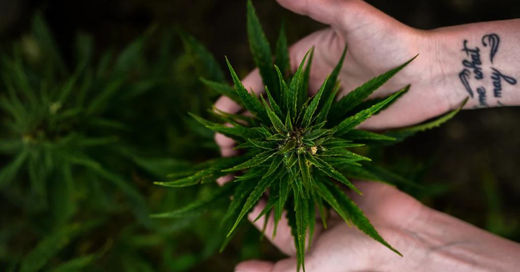 Curaleaf Holdings Completes Curaleaf NJ’s Acquisition