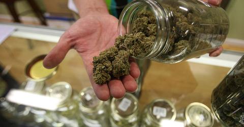 Marijuana Plant in Jar