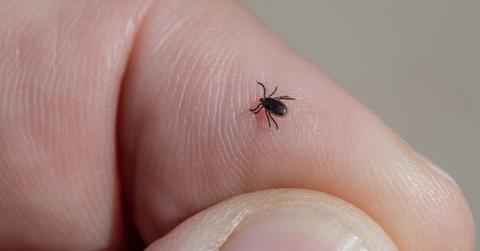 A deer tick on a person's finger