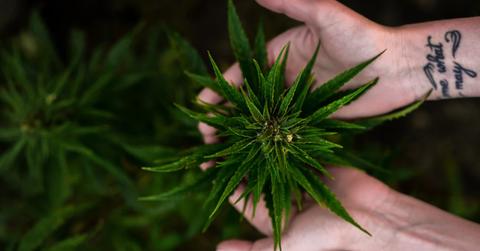 uploads///canopy growth store closings