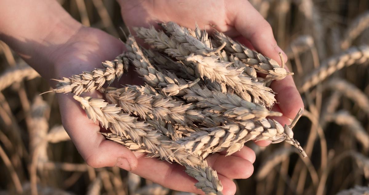 Person holding wheat in hand