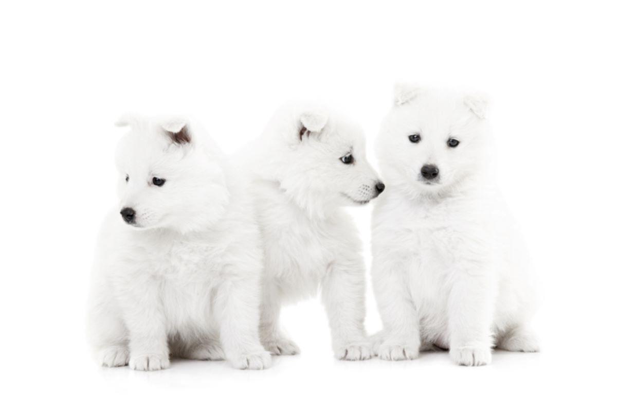 samoyeds