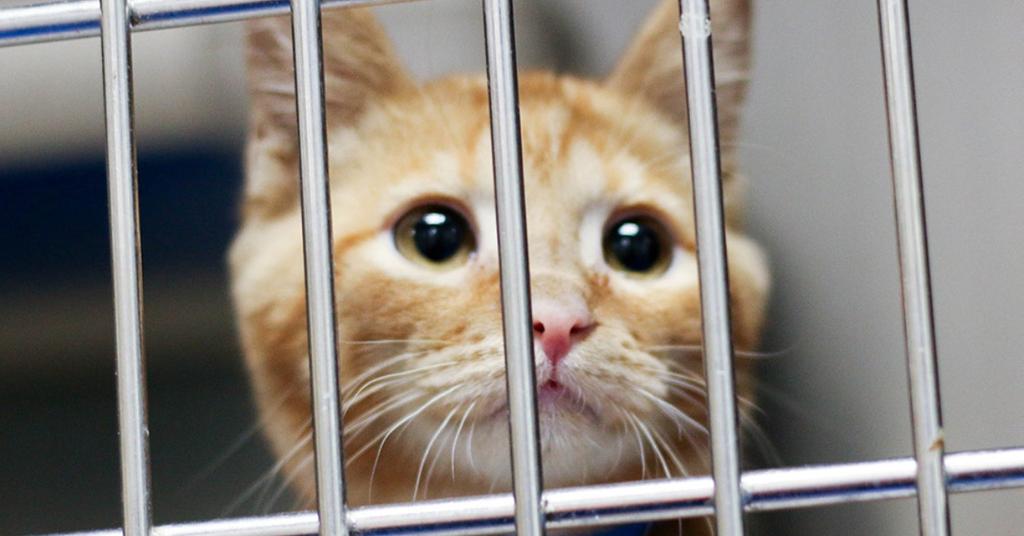 Can You Claim Pets as Dependents? PetRelated Tax Breaks Exist