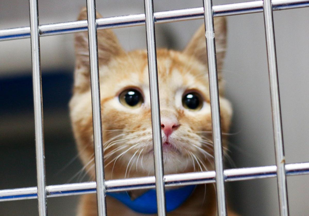 Can You Claim Pets as Dependents? PetRelated Tax Breaks Exist