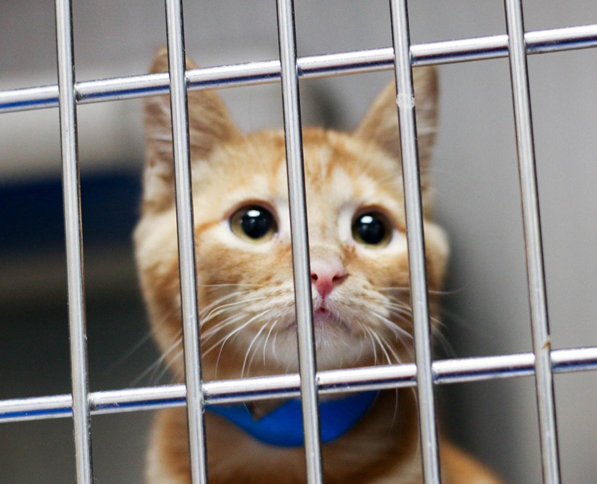 Can You Claim Pets as Dependents? PetRelated Tax Breaks Exist