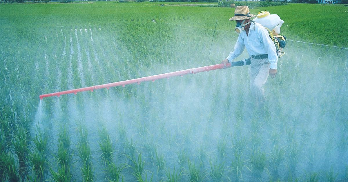 a rice field being sprayed 