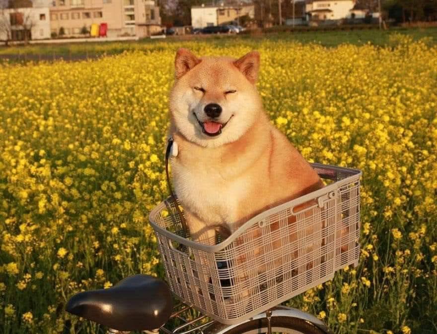 Shiba Inu in basket in field of flowers