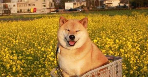 Shiba Inu in basket in field of flowers