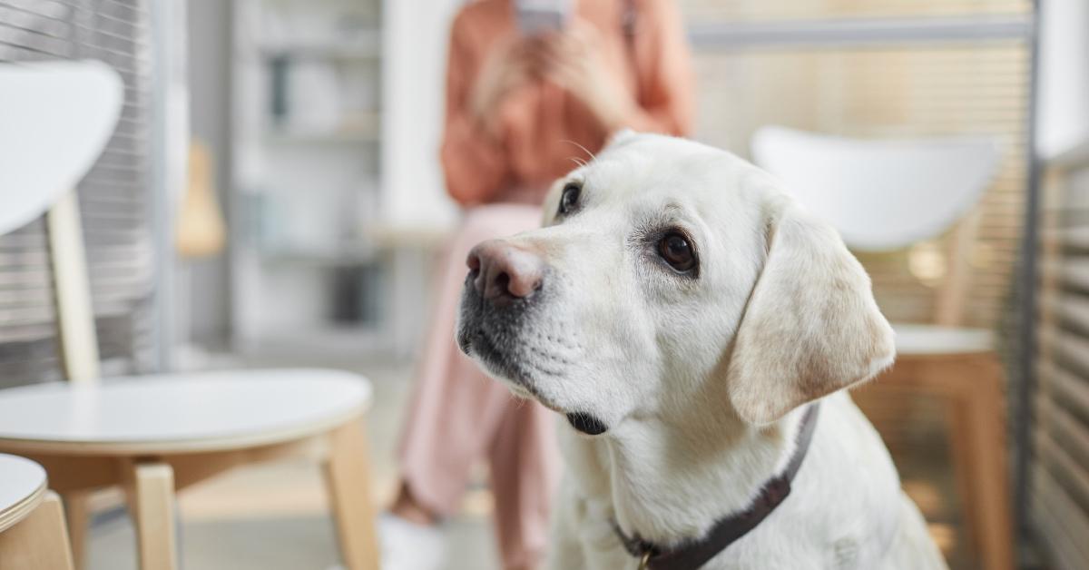 A dog waiting for a check-up at the vet clinic.