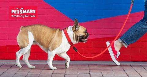 Petsmart logo over dog walking on leash