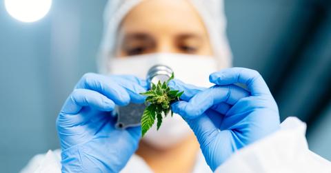 Person holding marijuana leaf