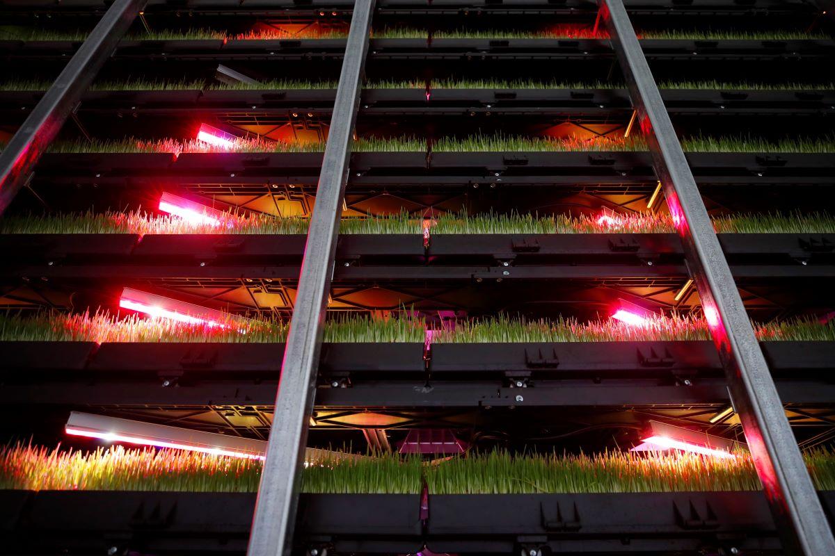 A vertical farm