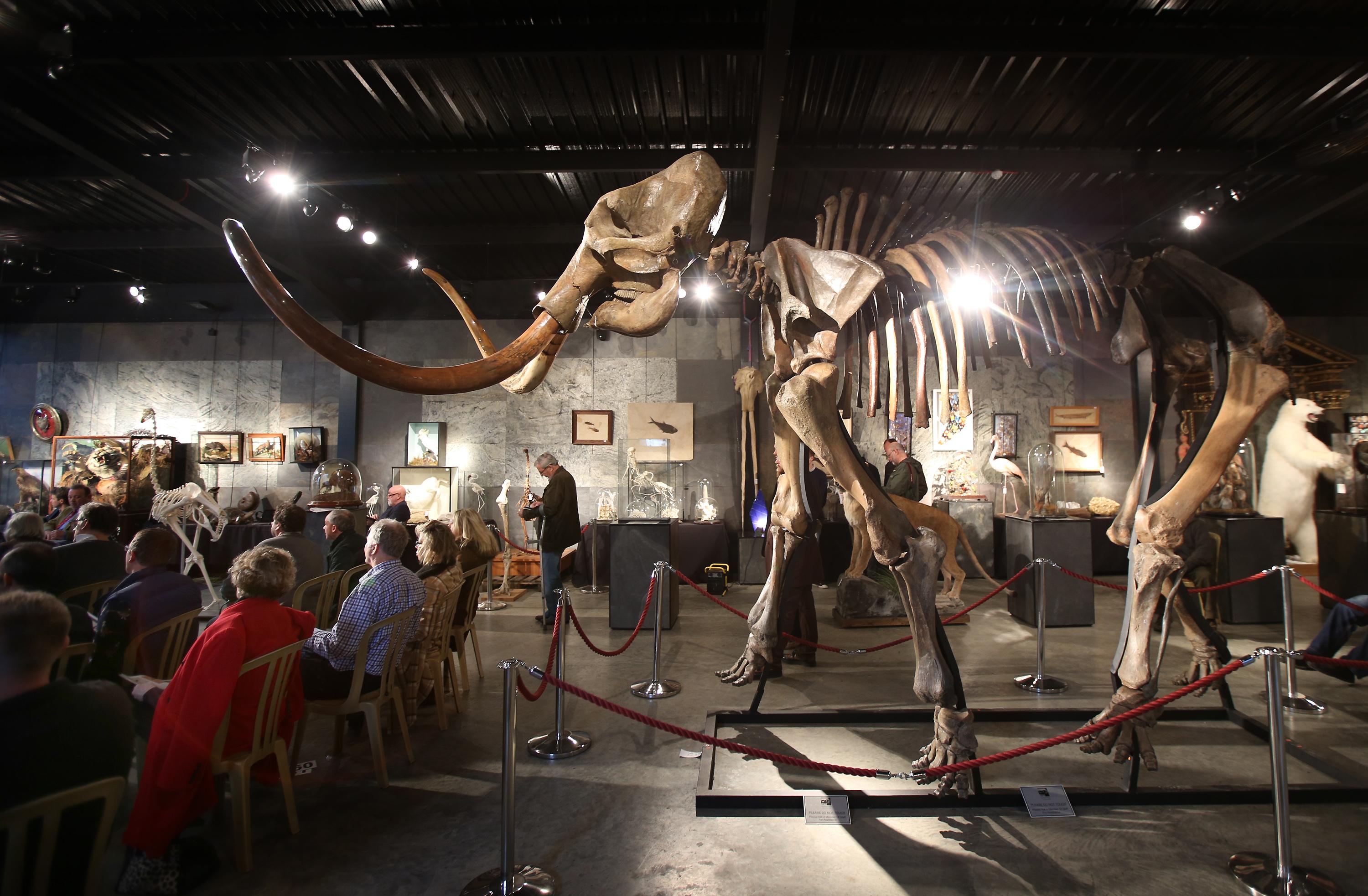 Woolly mammoth skeleton