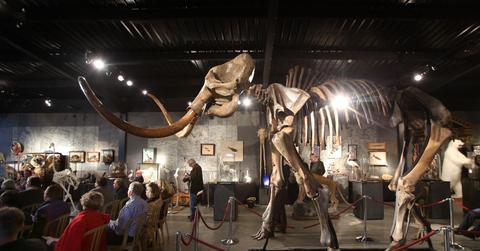 Woolly mammoth skeleton