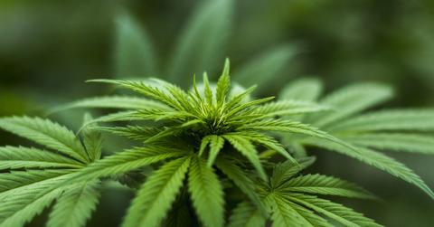 Sundial Growers' Stock Prediction