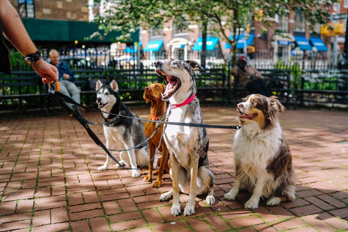 Four leashed dogs at a park