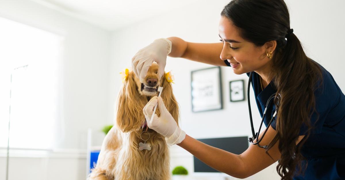 A pet getting his teeth cleaned at the vet.