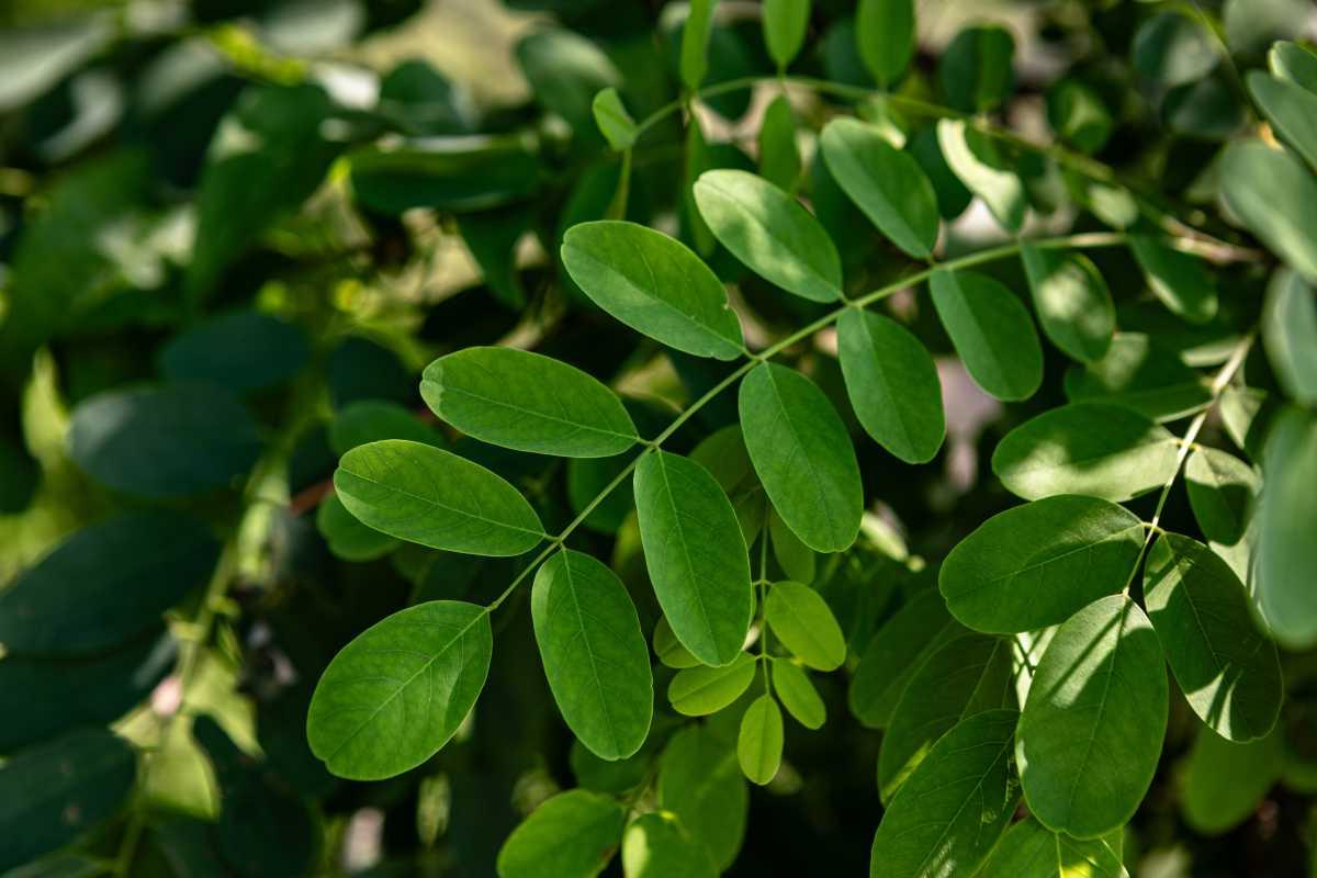 pn/fadd  e bef debefaf