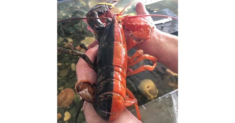 How Much Does A Blue Lobster Cost Details On Rare Crustacean how-much-does-a-blue-lobster-cost-details-on-rare-crustacean