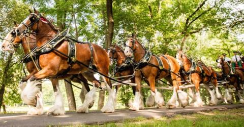 Budweiser Clydesdale team horse worth