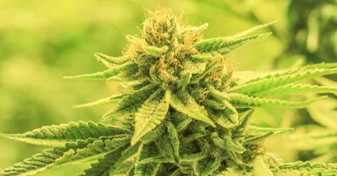 uploads///canopy growth cannabis